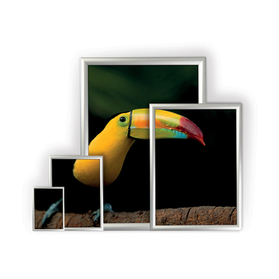 Coala Posterframe